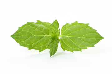 close-ups of fresh mint - herb isolated on white