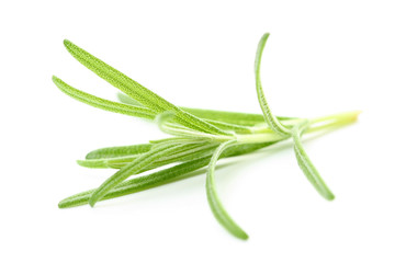 close-ups of fresh rosemary - herb isolated on white