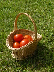 Panier de tomates