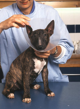 le bull terrier chez le veterinaire