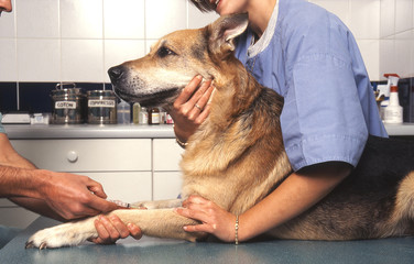 piqure au chien chez le veterinaire