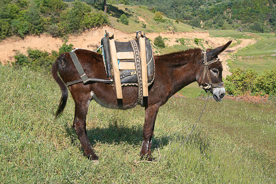 donkey animal sweet farm green