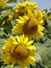 girasoli3