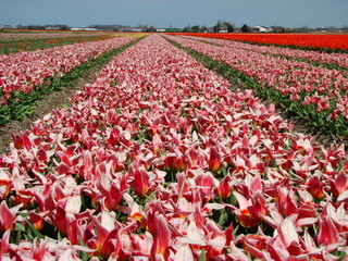Dutch flowers © Holbinski