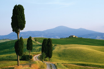 Naklejka premium Weg,Wanderweg,Zypressen,Toskana,Monte Amiata,Val d Orcia