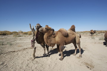 camel