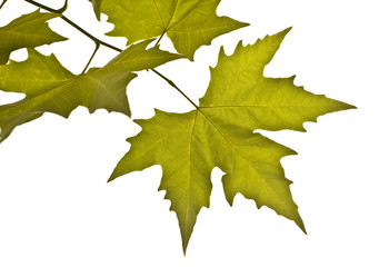 Closeup of tree's branch, autumn leaves over white