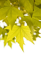 Closeup of few yellow-green autumn leaves over white background
