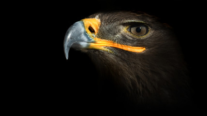 eagle