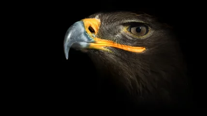 Foto op Plexiglas eagle © Artyom Rudenko