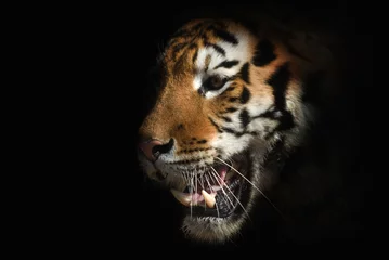 Papier Peint photo Lavable Tigre tigre sur fond noir