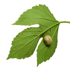 leaf with snail