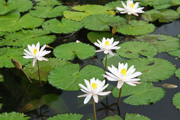 Bassin de lotus à Tirtaganga, Bali