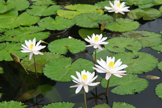 Bassin de lotus &agrave; Tirtaganga, Bali