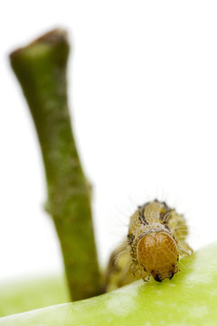 closeup of a caterpillar on an apple