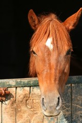 Obraz premium Portrait équin