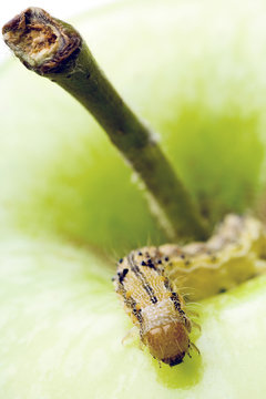 closeup of a caterpillar on green apple