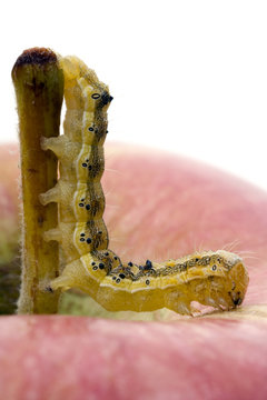 caterpillar on a red apple