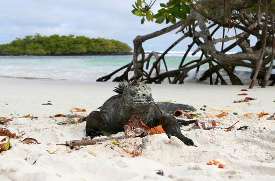 A marine iguana resting on a sandy beach