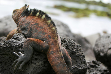A marine iguana looks out over the tidal pools