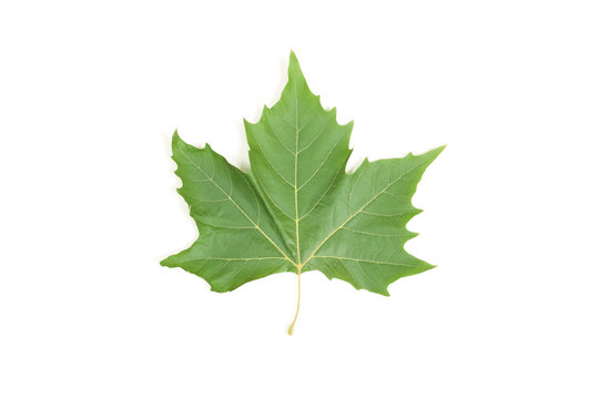 Green leaf maple isolated on white
