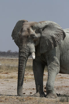 Elefant (Loxodonta africana) im Etosha-Nationalpark, Namibia