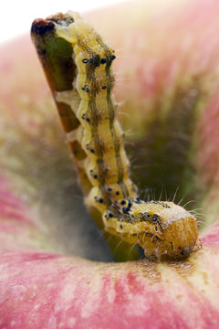 caterpillar on a red apple