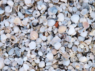 Ausschnitt eines Muschelfeldes