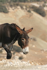 Donkey