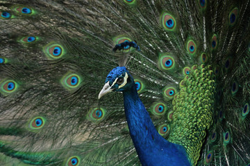 Fototapeta na wymiar Zaloty Peacock pokazano jego pióra
