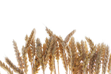 Wheat with warm colors isolated on white stock photo