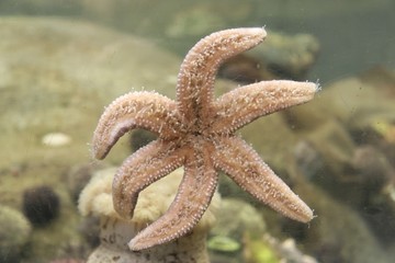 étoile de mer © Hugues Mitton