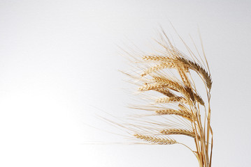 Wheat crop isolated on gray stock photo