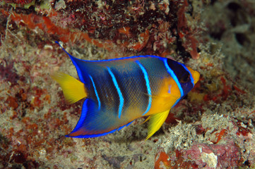 Juvenille Queen Angelfish-Holacanthus ciliaris