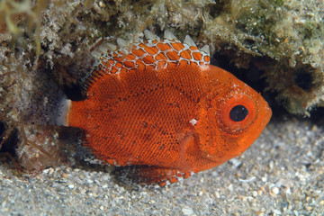 Short Bigeye-Pristigenys alta