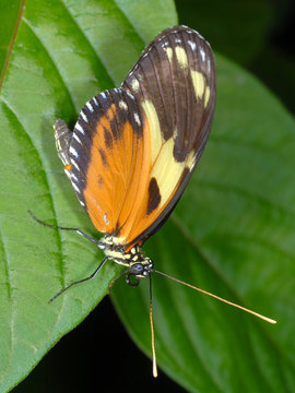 Piano Key Butterfly-Heliconius melpomene