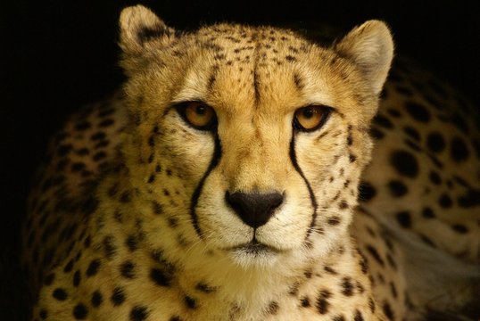 Guépard, Acinonyx Jubatus