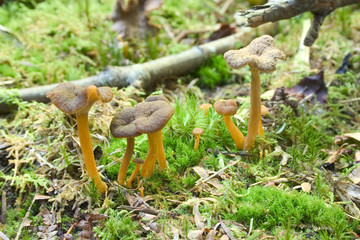 chanterelle en tube