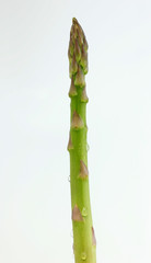 An Asparagus stalk