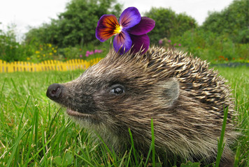 smiling hedgehog, stealing flower from the garden. fantasy