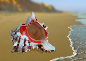 A large seashell on a sandy beach