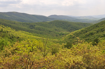 Fototapeta na wymiar Golden Spring Colors on the Blue Ridge Mountains