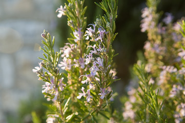 Pianta e fiori rosmarino