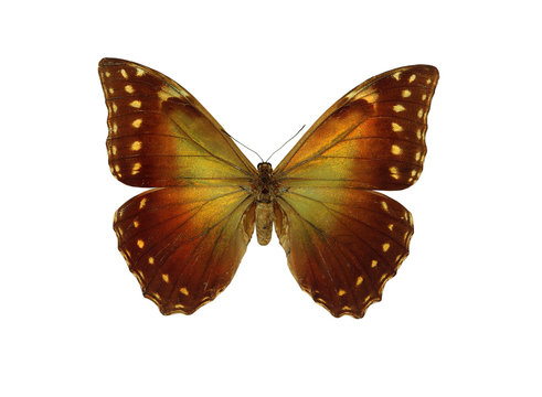 butterfly morpho hercules