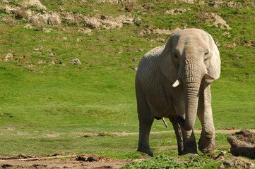 indian elephant in sparse grassland