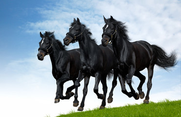 Three black horses gallops