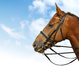 Fototapeta na wymiar dressage - equestrian sport