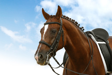 dressage - equestrian sport - 9443591