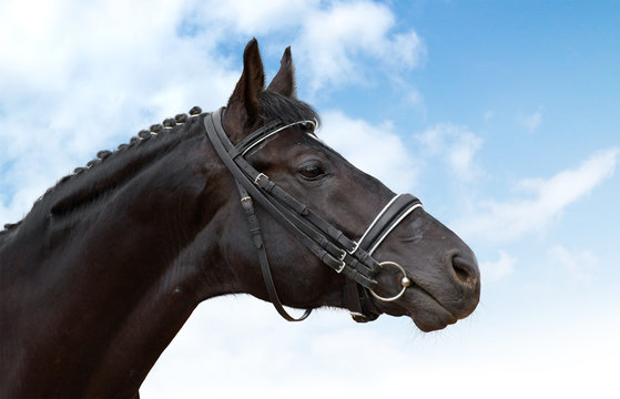 black horse - equestrian sport