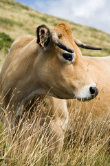 Cow's portrait